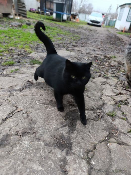 Котик шукає дім, кіт у добрі руки