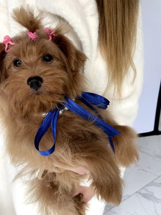 Помапу  чарівні крихітки чекають на вас