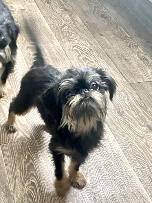 Гриффон бельгійський