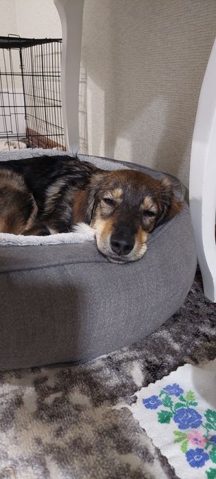 Собачка в добрі ручки!