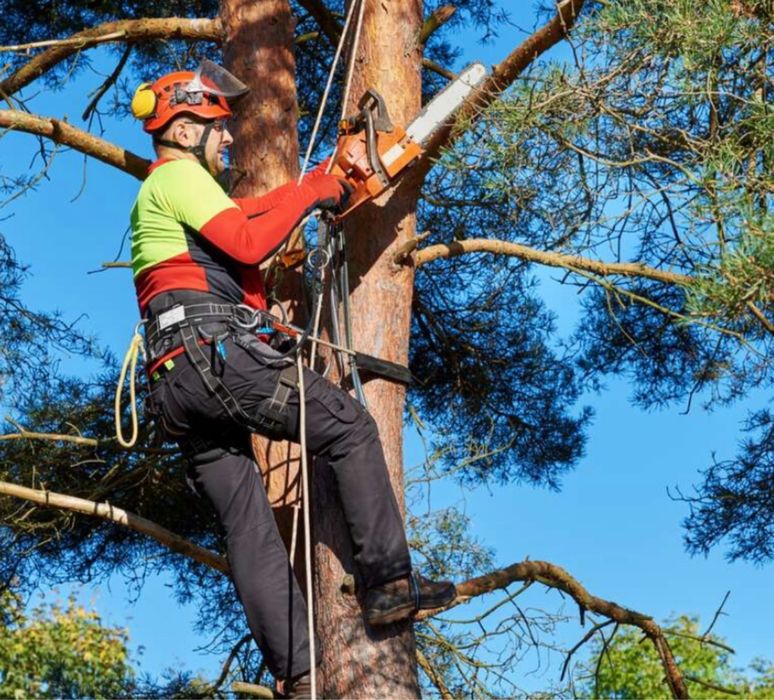 Aroborystyczna wycinka drzew z drzewa i z podnosnika wycinka trudnodostepnych miejsc