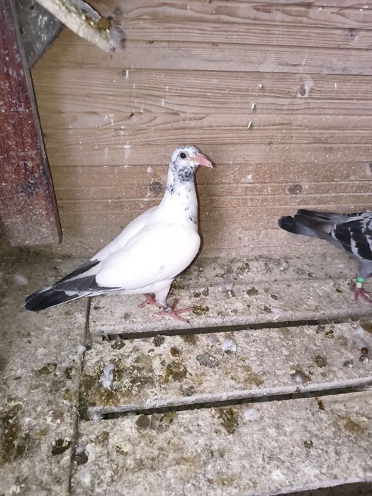 Gołębie pocztowe samce