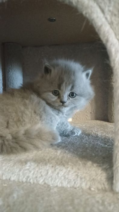 Kotka niebieska brytyjska