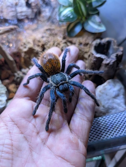 Chromatopelma ptasznik samica z terrarium
