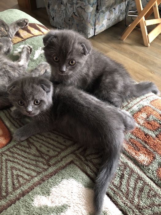 Шотландські  кошенята
