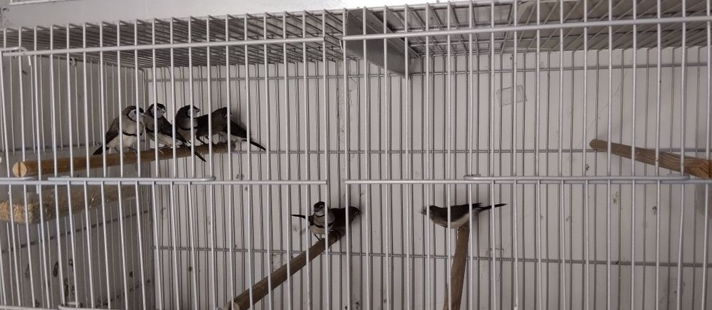 Diamante bichenov e bengalins