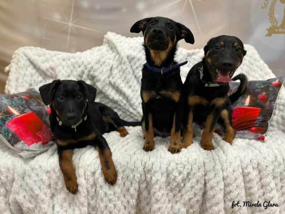 Mars - energiczny szczeniak szuka swojej pierwszej rodziny - 2107/25