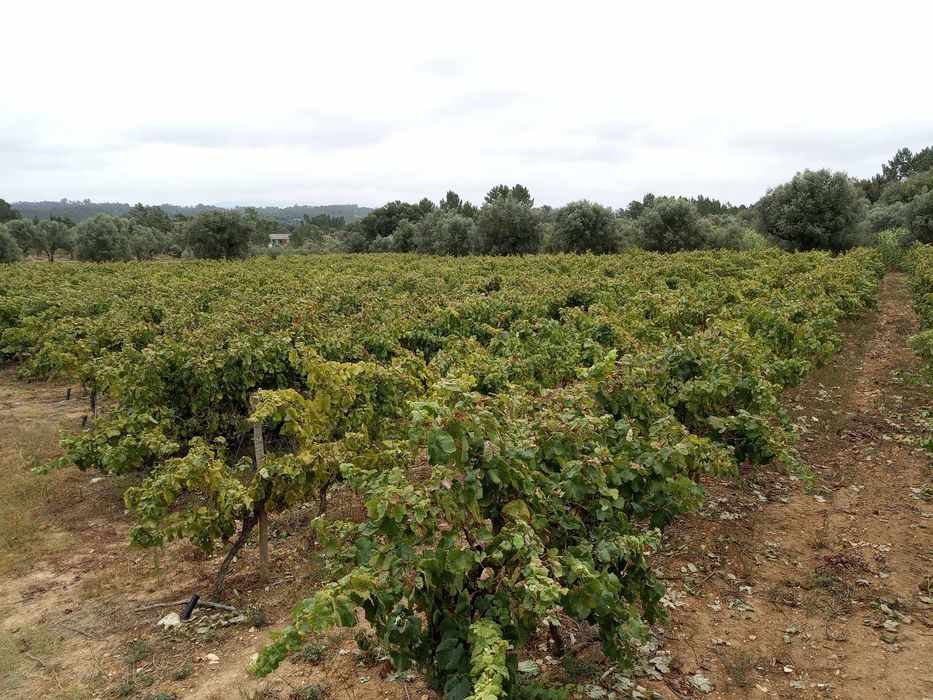 Vinha jovem com perto de 2 hectares
