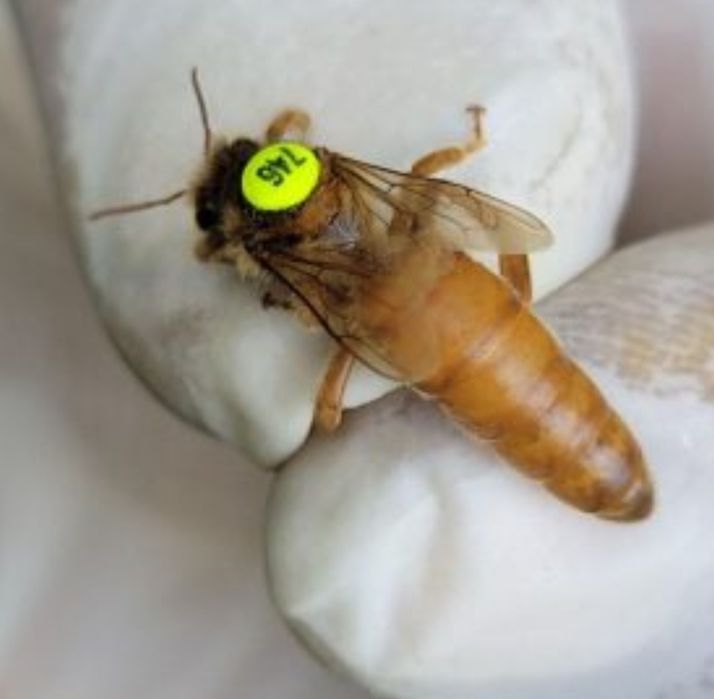 Бджоломатки  Бакфаст