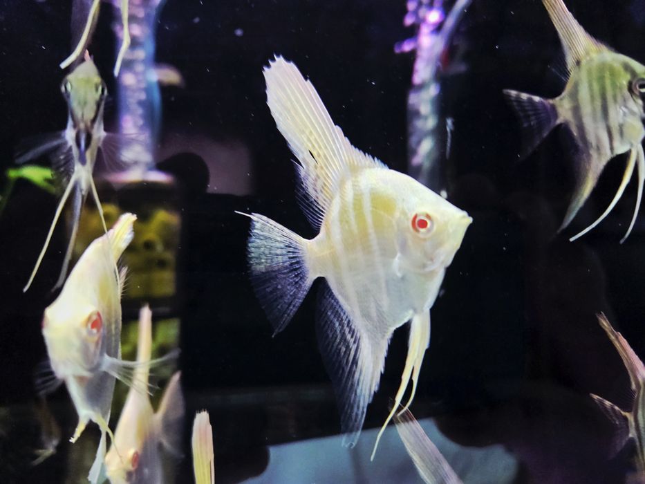Skalar Dantum albino