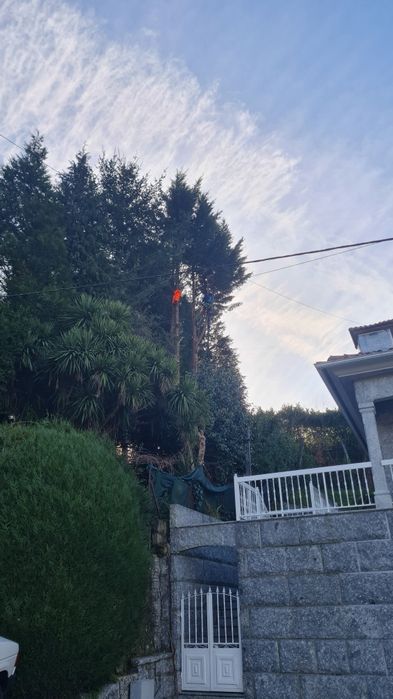 Poda e Abate de Árvores