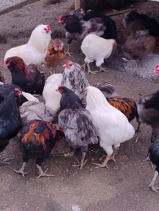 Sprzedam koguty arakuana