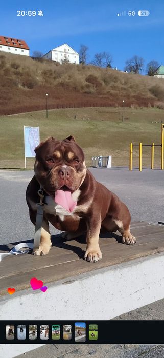 American Bully!!