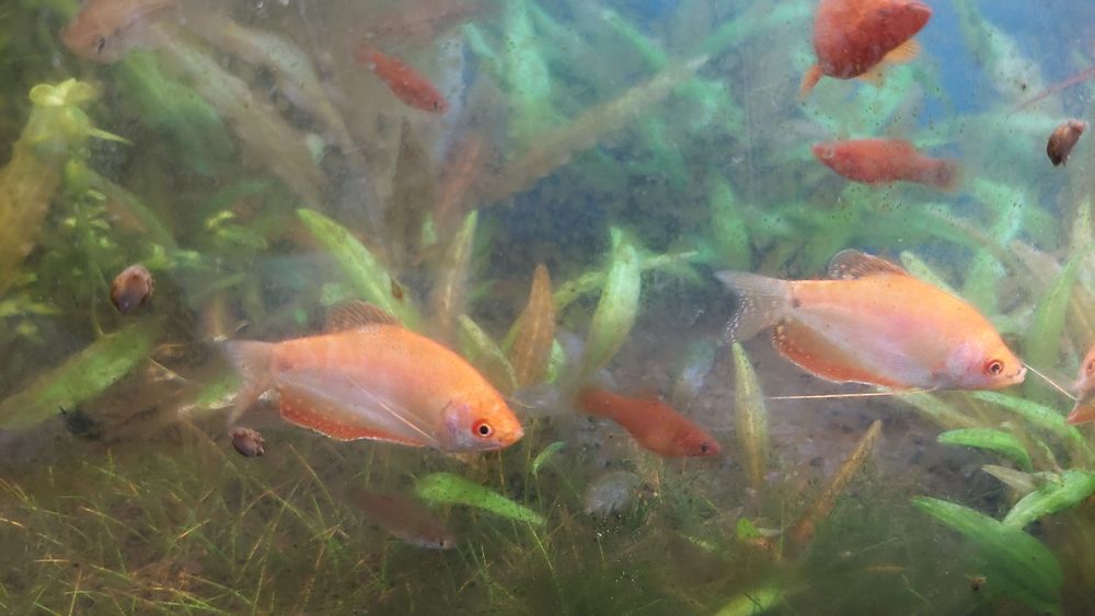 Gurami Dwuplay Złoty i Marmurkowy WYSYŁKA AKWAWIN