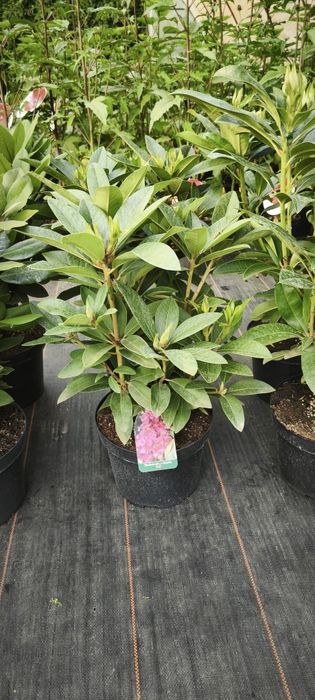Rhododendron Różanecznik