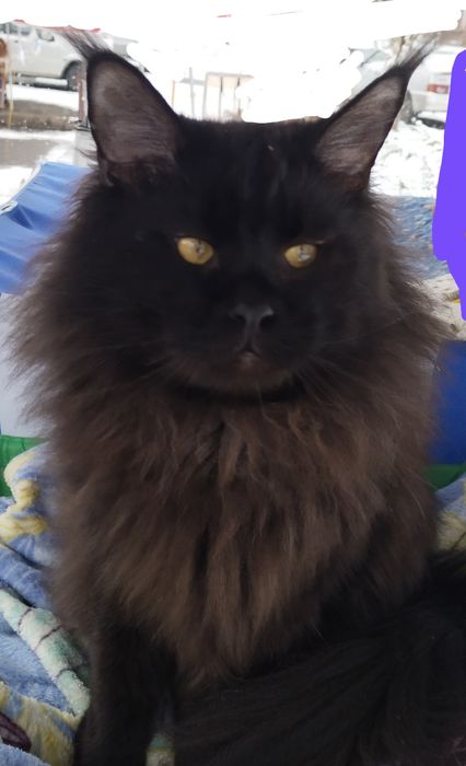 продам девочку мейн-кун черный дым