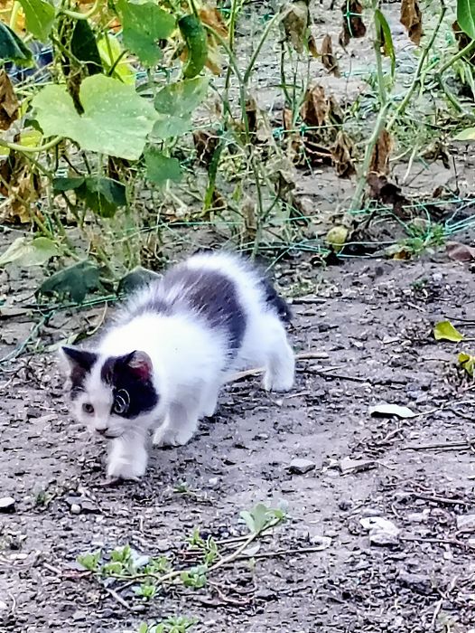 Кото - сім'я безкоштовно