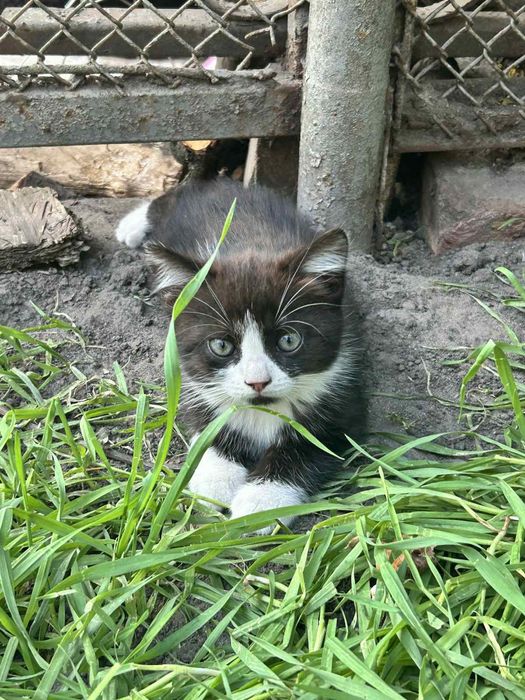 Віддам в добрі руки
