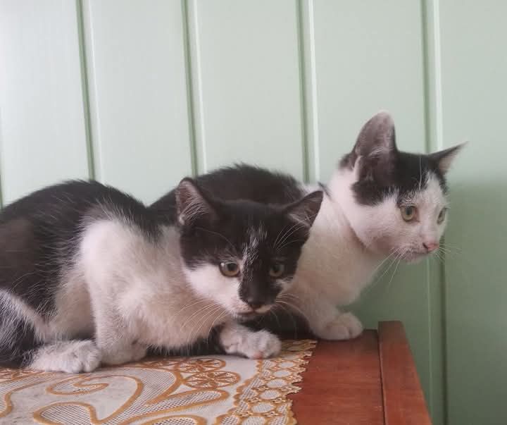 Віддам кошенят м.шпола