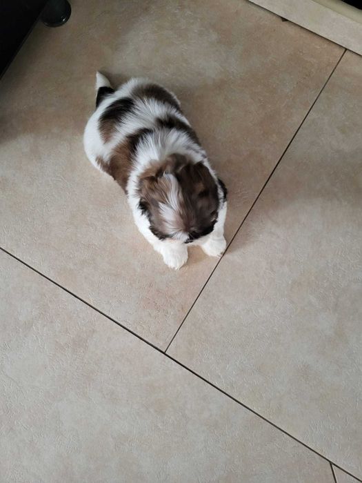 Szczeniak Shih-tzu suczka