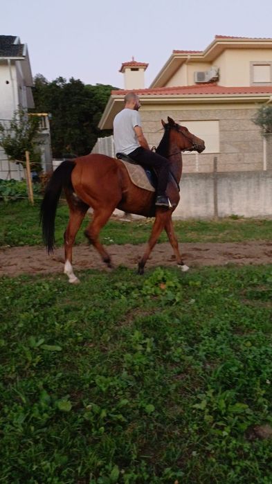 Vendo Égua puro sangue
