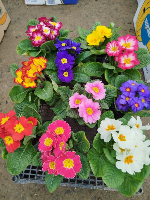 Примула звичайна та махрова