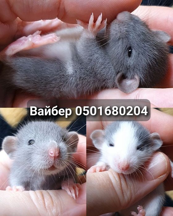 Крыса Дамбо голубой с белым черный с белым