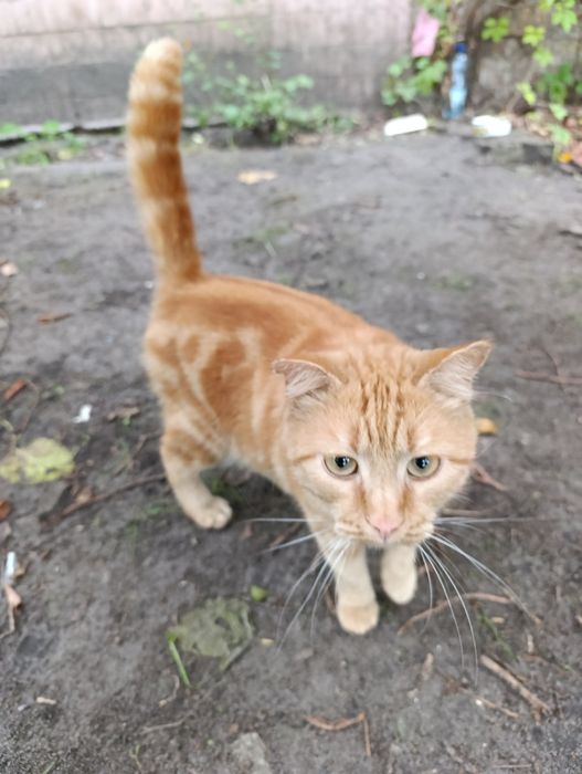 Отдадим кота и кошку в добрые руки