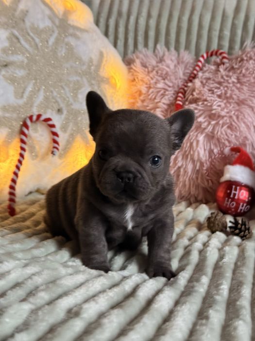 Buldog francuski do rezerwacji