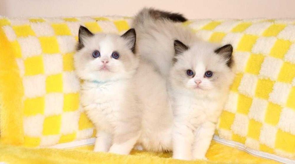 Чистокровні котики з яскравими очима-Ragdoll (Регдолл
