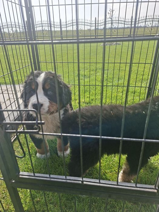 Berneński Pies Pasterski suczka