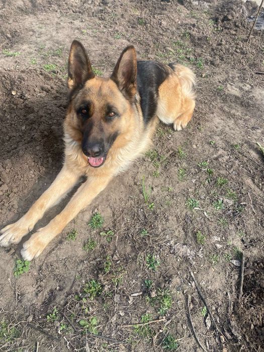 Отдам немецкую овчарку