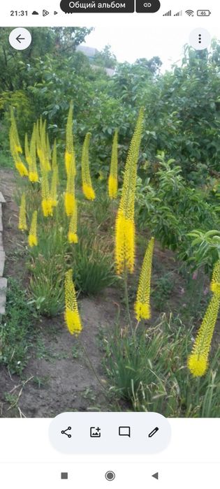 Продам цветы эремурус Жолтовского цвета