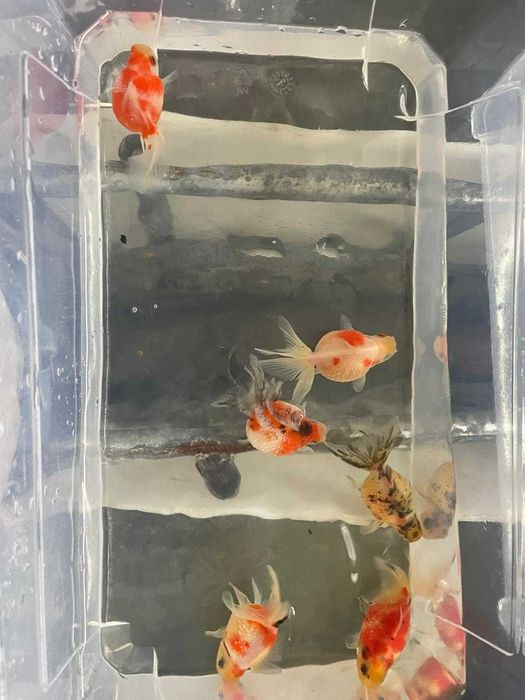 Oranda Escama de Pérola 5/6cm