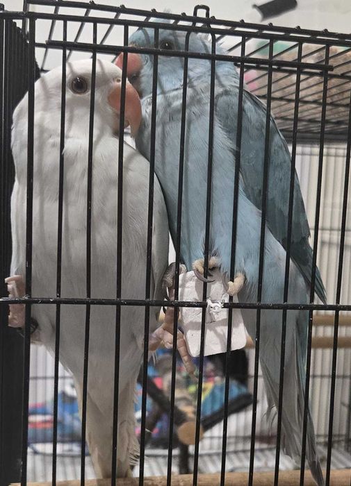 Casal de ring neck (3 meses)