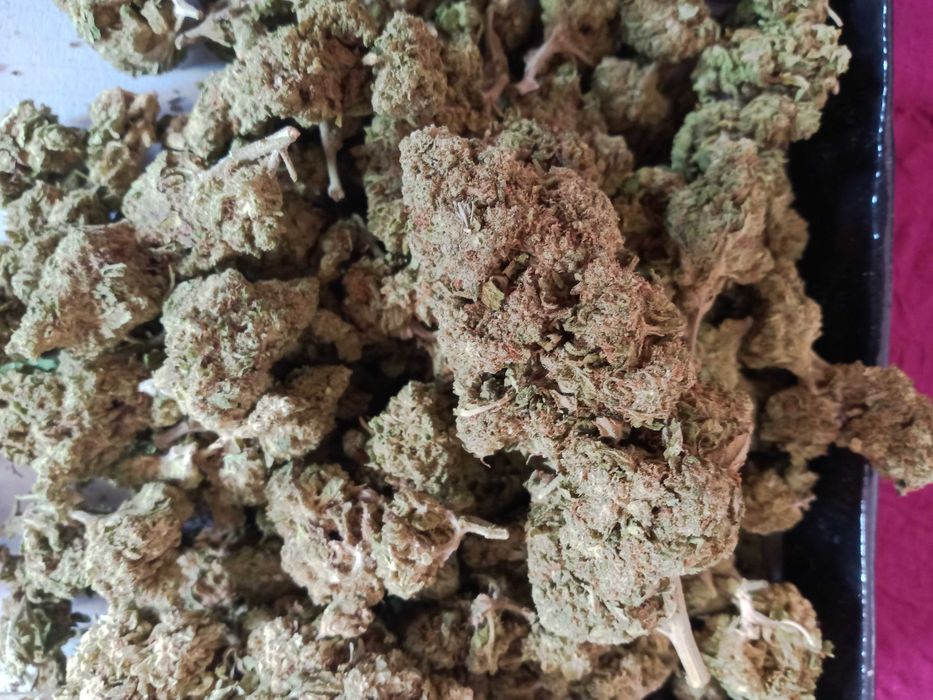 10 gram susz CBD WHITE WIDOW 30%cbd