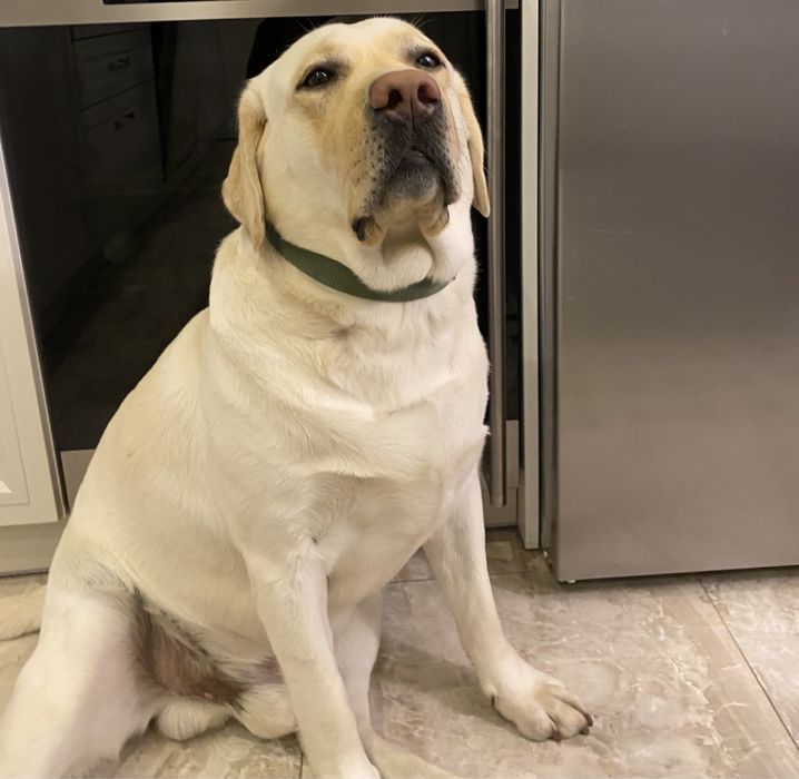 Лабрадор вязка, кобель