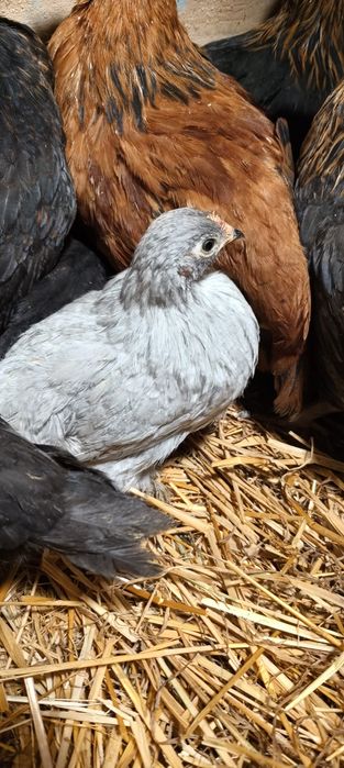 Kochin karzełek i mixy