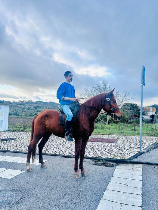 Égua lazã 5 anos 157/58 cm ao garrote com sangue árabe