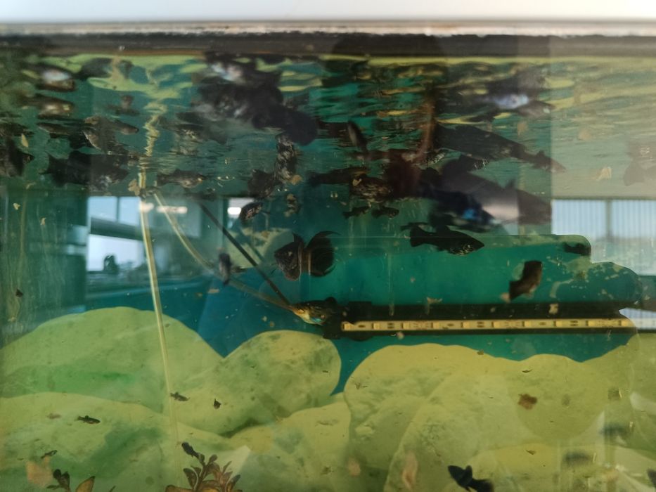 Diversos Peixes Molly