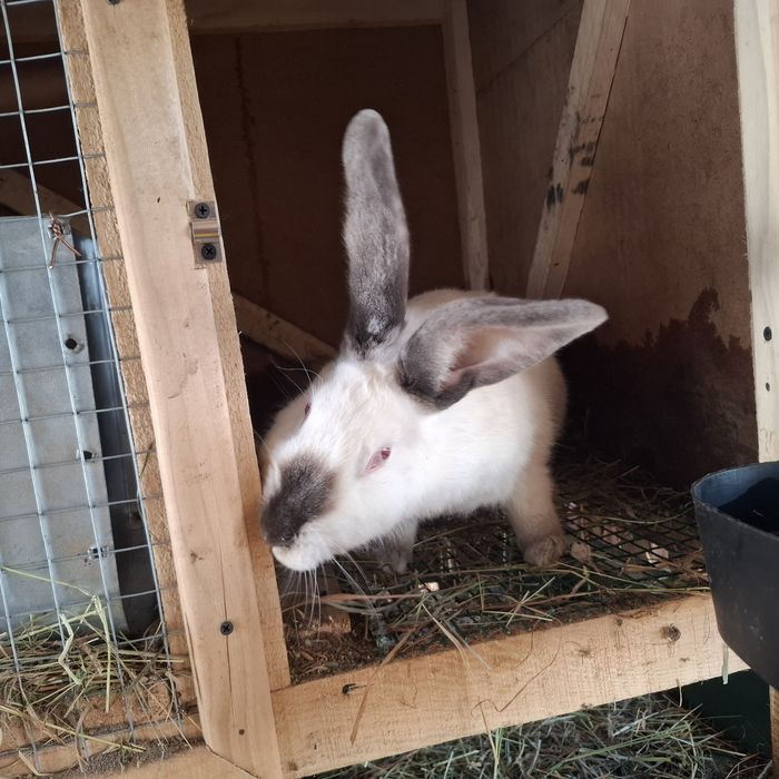 Кролі різного віку.