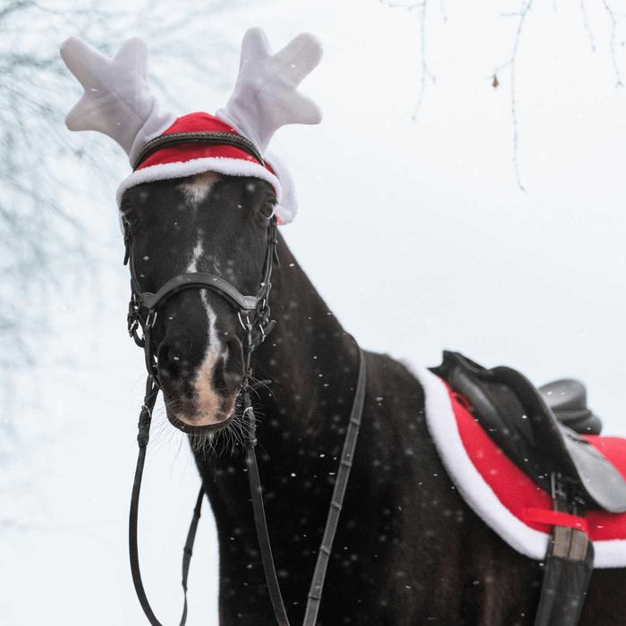 Zestaw York świąteczny czaprak nauszniki Renifer owijki Pony