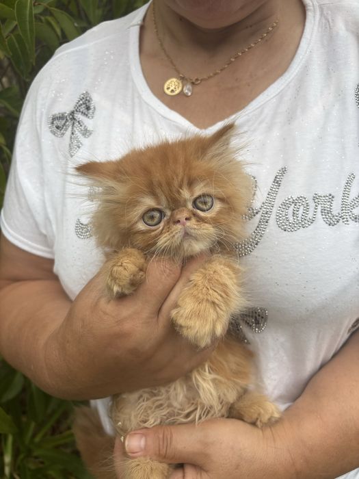 Gatinho persa lindo amarlinho