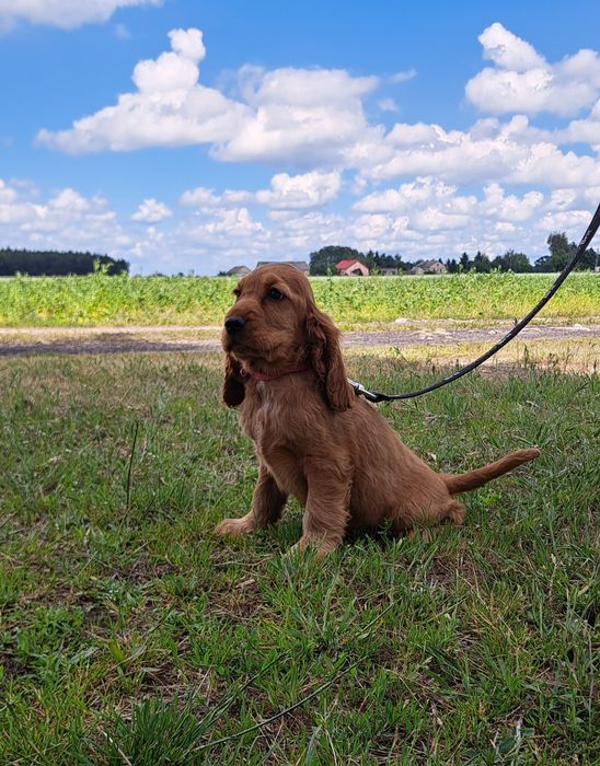 Cocker spaniel angielski  Suczka