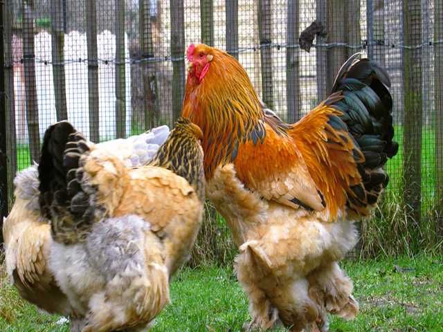 Інкубаційне яйце курей Брама: колумбійське золото, лососева