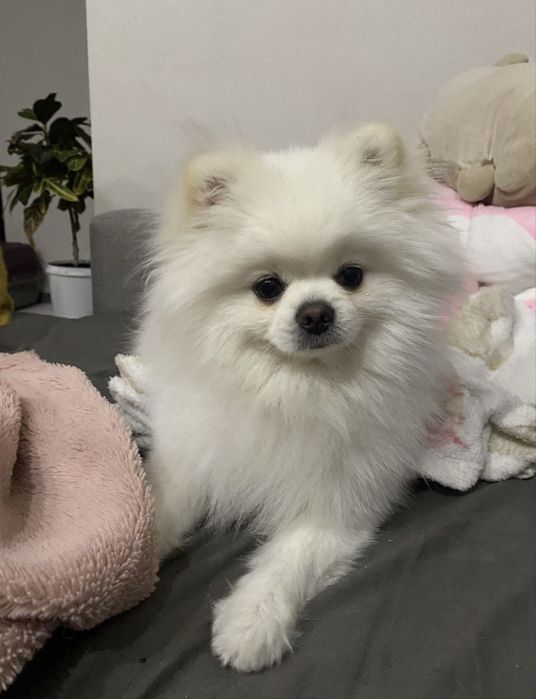 Продам Шпіца кобель 3 роки