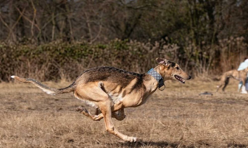 Chart polski rodowodowy