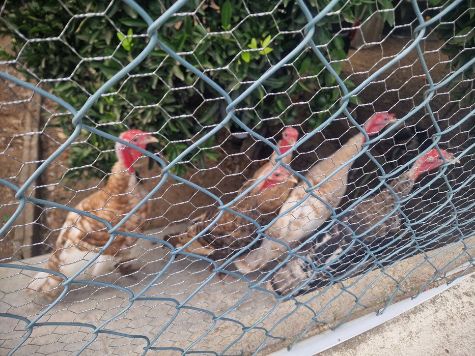 Perus casal e femeas