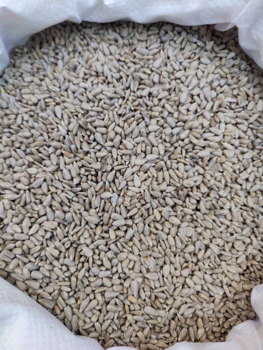 Продається  насіння соняшнику і  гарбуза