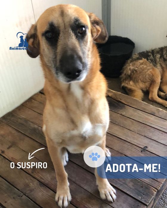 Suspiro - cao porte medio - grande